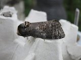 Cossus cossus (Goat Moth)