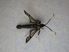 Synanthedon spheciformis (White-barred Clearwing)