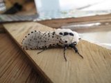 Zeuzera pyrina (Leopard Moth)