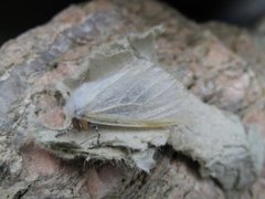 Leucoma salicis (White Satin Moth)