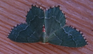 Hemithea aestivaria (Common Emerald)