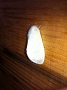 Leucoma salicis (White Satin Moth)