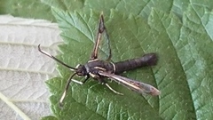Synanthedon spheciformis (White-barred Clearwing)