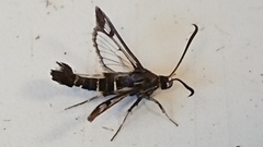 Synanthedon tipuliformis (Currant Clearwing)