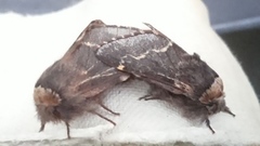 Poecilocampa populi (December Moth)