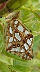 Issoria lathonia (Sølvkåpe)