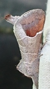 Clostera curtula (Rødflekkstjertspinner)