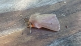 Diaphora mendica (Muslin Moth)
