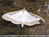 Cydalima perspectalis (Box-tree Moth)