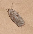 Agonopterix ocellana (Red-letter Flat-body)