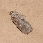 Agonopterix ocellana (Red-letter Flat-body)