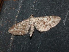 Eupithecia nanata (Lyngdvergmåler)