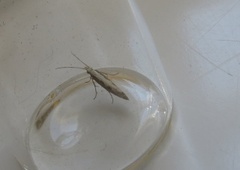 Plutella xylostella (Diamond-back Moth)