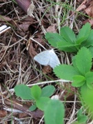 Scopula floslactata (Blek urtemåler)