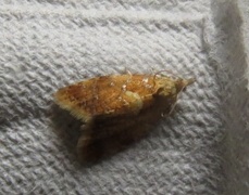 Pseudargyrotoza conwagana (Yellow-spot Tortrix)