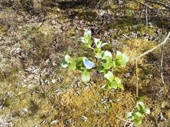 Celastrina argiolus (Vårblåvinge)