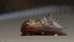 Odontosia carmelita (Scarce Prominent)