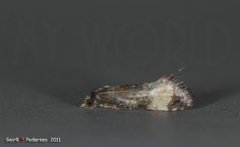 Cochylis dubitana (Little Conch)