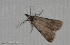 Hypochalcia ahenella (Dingy Knot-horn)