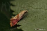 Cochylis flaviciliana