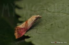 Cochylis flaviciliana