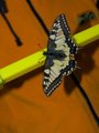 Papilio machaon (Svalestjert)