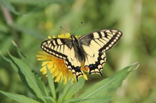 Papilio machaon (Swallowtail)