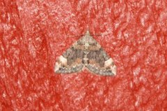 Dysstroma truncata (Common Marbled Carpet)