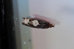 Epinotia trigonella (White-blotch Bell)