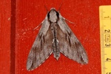 Sphinx pinastri (Pine Hawk-moth)