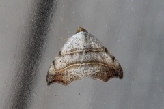 Laspeyria flexula (Sigdfly)