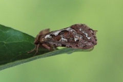 Korscheltellus fusconebulosa (Map-winged Swift)