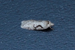 Semioscopis steinkellneriana (Dawn Flat-body)