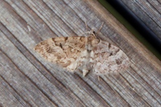 Eupithecia lanceata