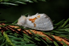 Leucodonta bicoloria (Hvit tannspinner)