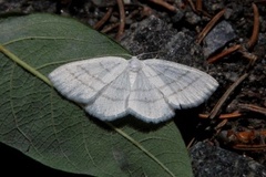 Cabera pusaria (Common White Wave)