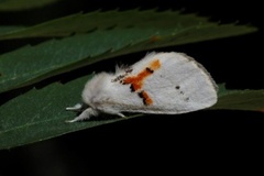 Leucodonta bicoloria (Hvit tannspinner)
