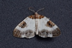Plemyria rubiginata (Blue-bordered Carpet)