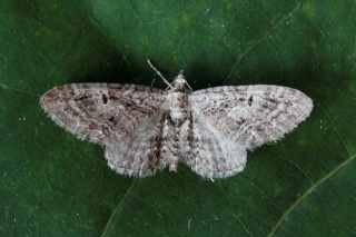 Eupithecia pusillata (Augustdvergmåler)