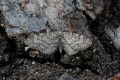 Eupithecia vulgata (Vinkeldvergmåler)