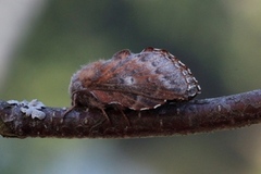 Phyllodesma ilicifolia (Rødbrun bladspinner)