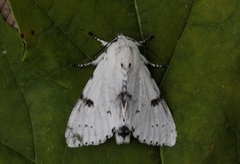 Acronicta leporina (Hvitt kveldfly)