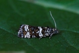 Celypha tiedemanniana (Snelleprydvikler)