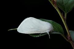 Leucoma salicis (Seljebørstespinner)