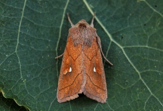 Mythimna conigera (Brown-line Bright-eye)