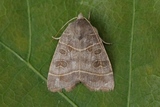 Ipimorpha subtusa (Osperingfly)