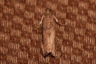 Ephestia kuehniella (Melsmalmott)