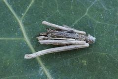 Psychidae (Bagworm Moths)