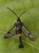Synanthedon myopaeformis (Red-belted Clearwing)