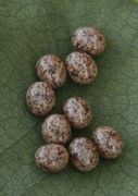 Lasiocampa quercus (Oak Eggar)